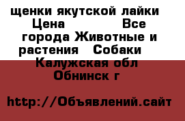 щенки якутской лайки › Цена ­ 15 000 - Все города Животные и растения » Собаки   . Калужская обл.,Обнинск г.